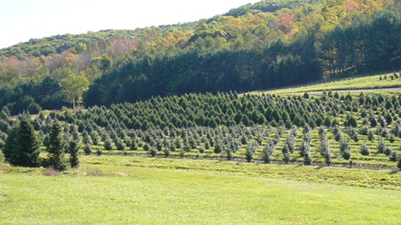 Trees at all stages