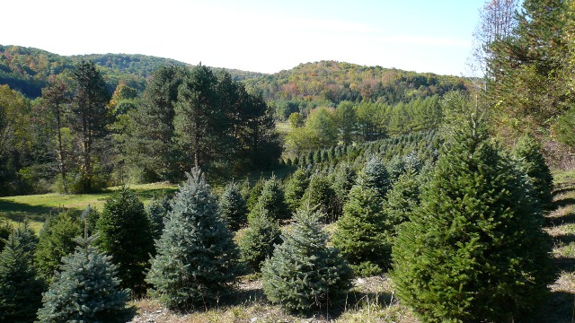 Trees are Sheared and Ready