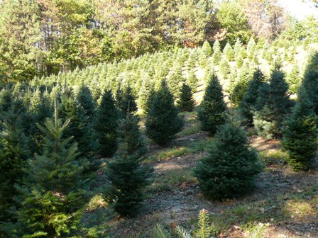 Concolor and Fraser Fir