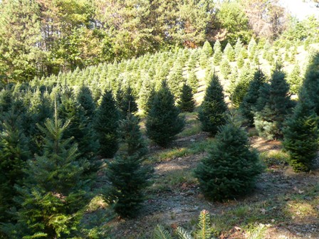 Concolor and Fraser Fir