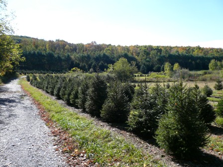 Cannan Fir available this year