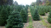 Fraser fir field