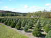 Douglas fir and Norway Spruce